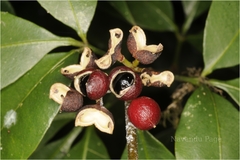 Zanthoxylum ovalifolium